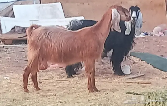 ( تم البيع )عنزين عوارض اصل وعنز مصريه 3