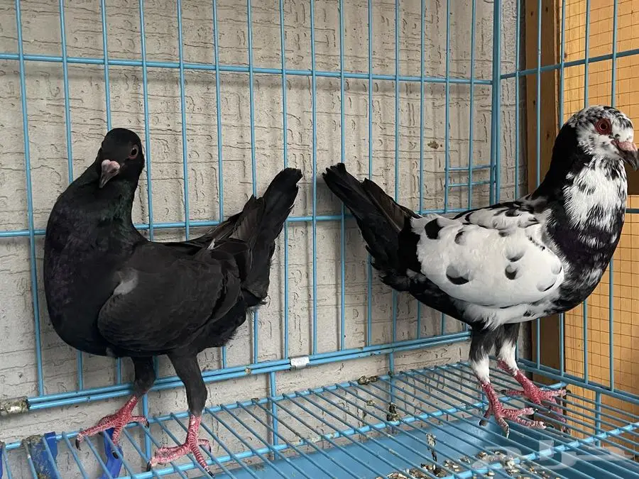جوز مالتيز 0