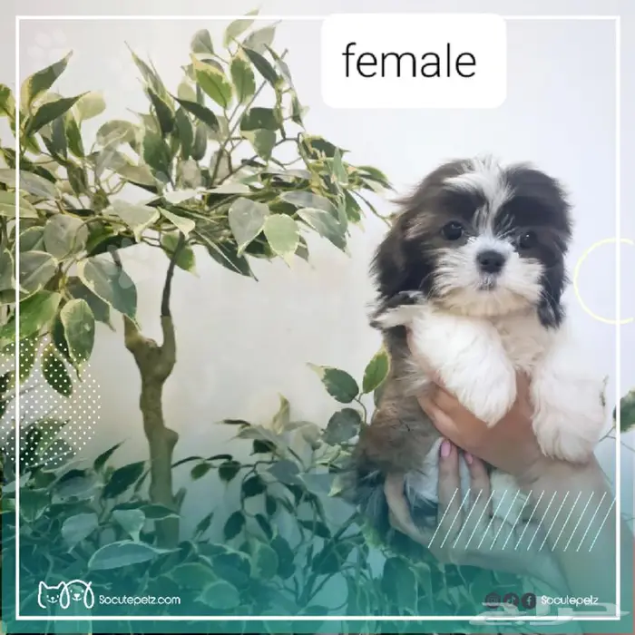 شيتزو بيور مستوى عالي و سعر مميز 3