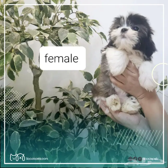 شيتزو بيور مستوى عالي و سعر مميز 4