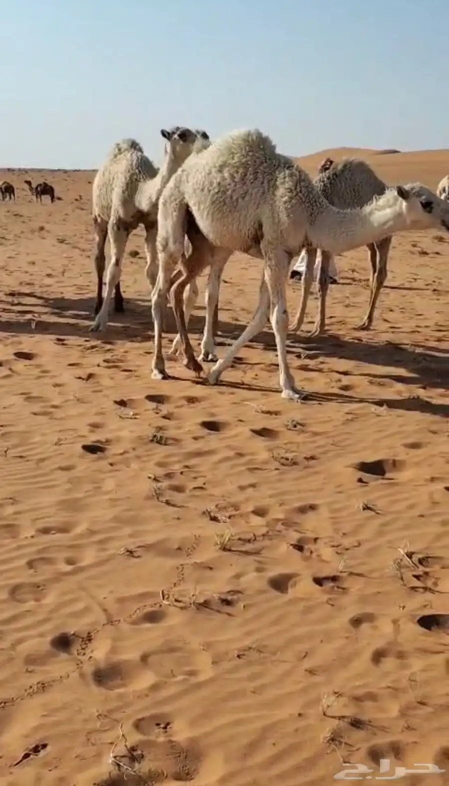 للبيع 5 حشو طيبات بريه 2