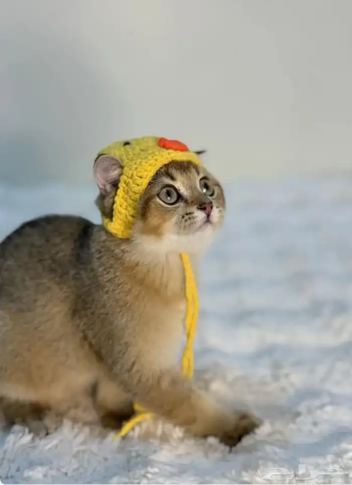 قط ذكر سكوتش نوع مميز جدا للبيع 0