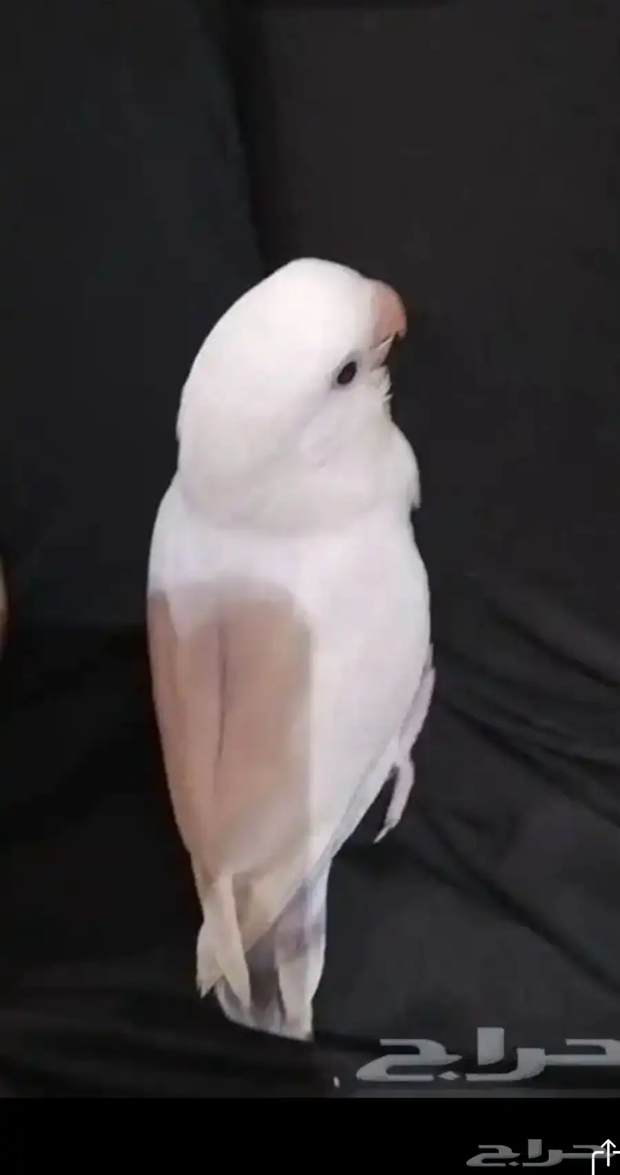 روز مفقود 0