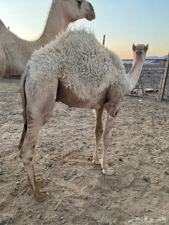 قعود على الحليب 1