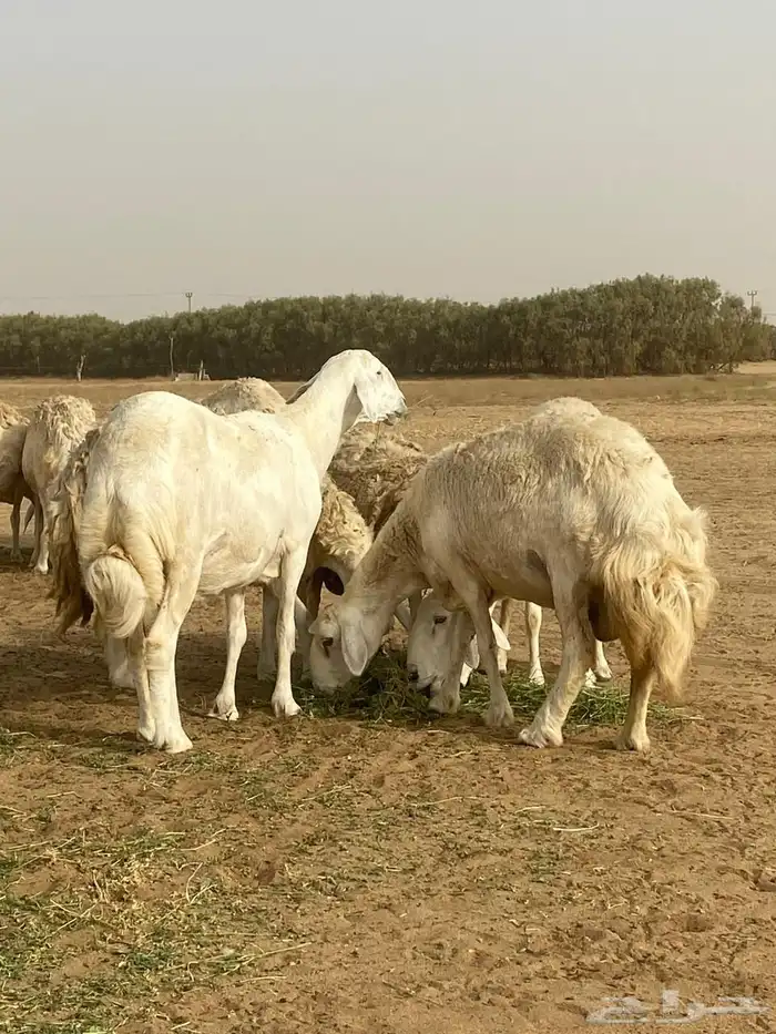 غنم حري صنف الصنف 4