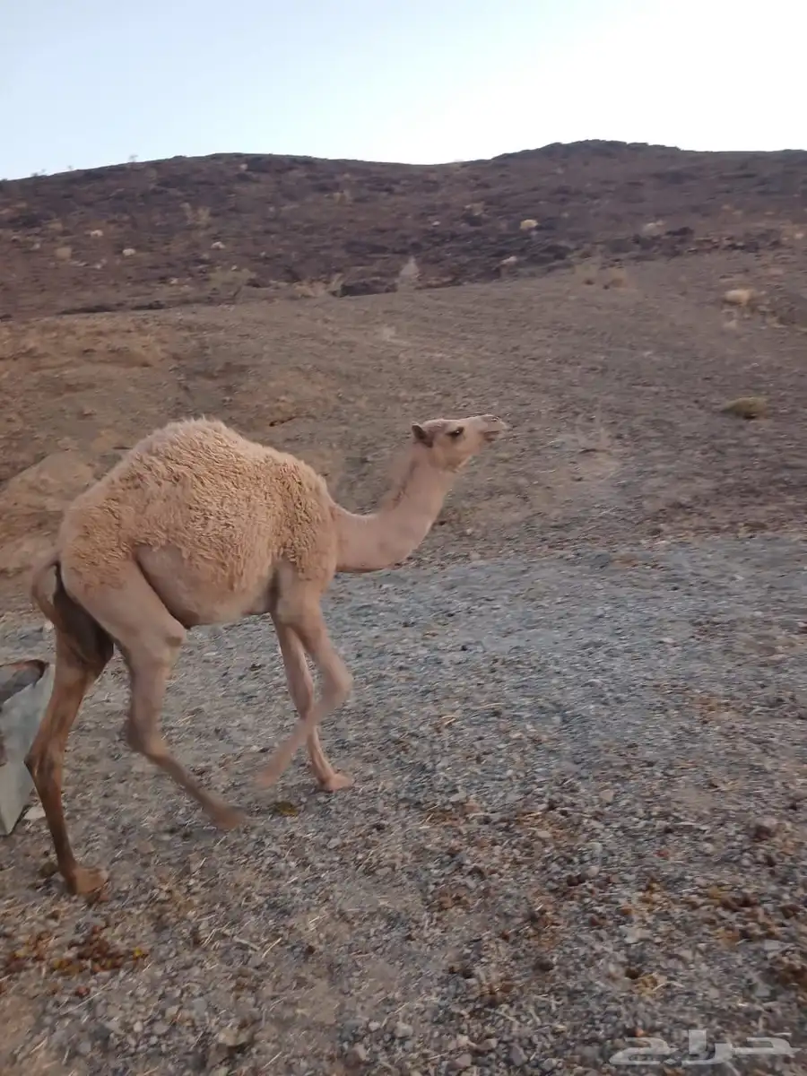 بكره 1