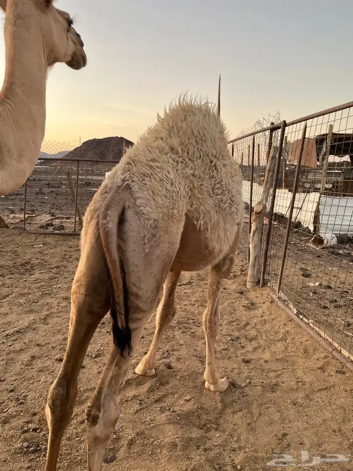 قعود على الحليب 2