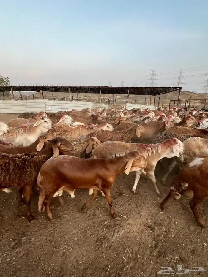 طليان سواكن حمر مرباه 5 اشهر 0