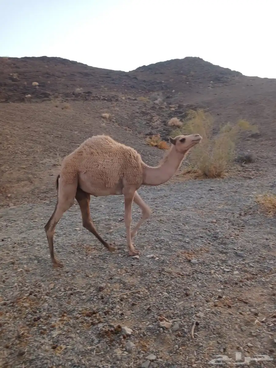 بكره 0
