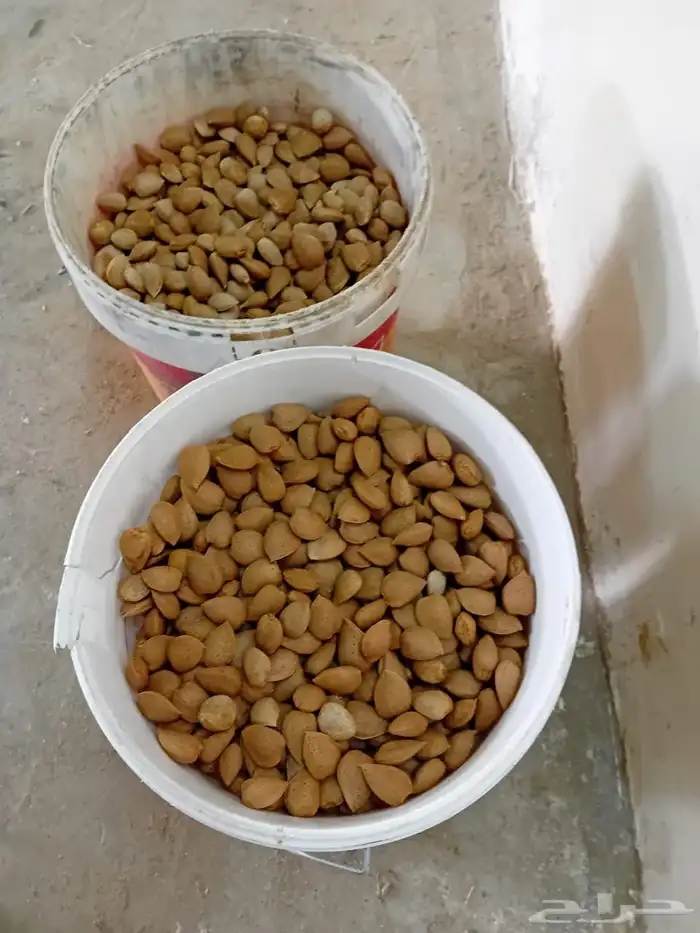 لوز بلدي حق السنه هاذي سطلين كل سطل 8كيلو على السوم 0