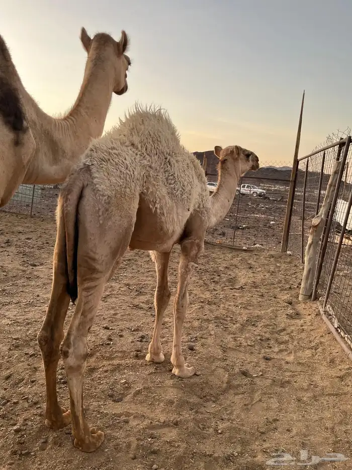 قعود على الحليب 0