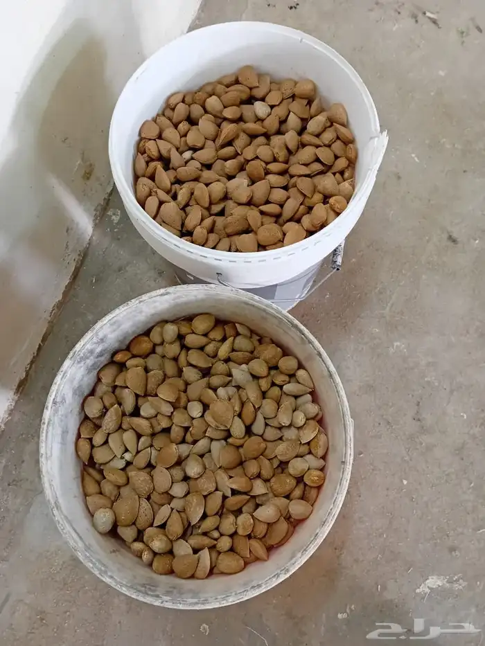 لوز بلدي حق السنه هاذي سطلين كل سطل 8كيلو على السوم 1