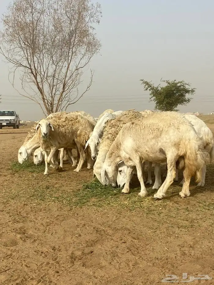 غنم حري صنف الصنف 6