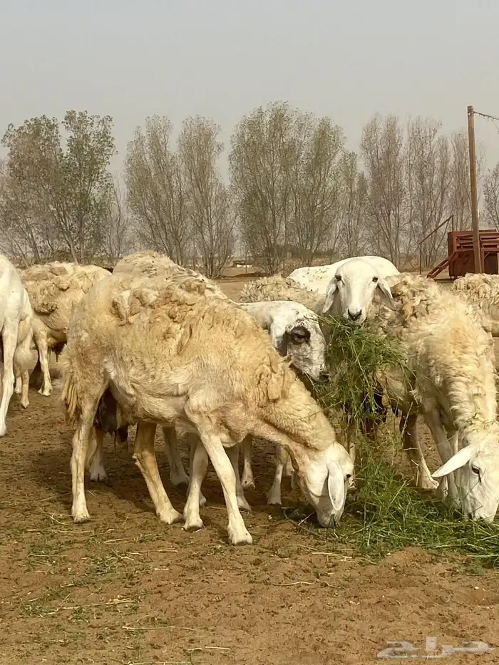 غنم حري صنف الصنف 2