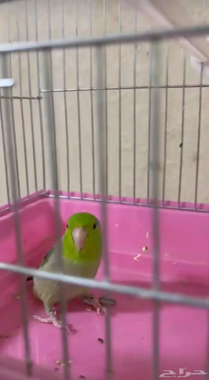 ذكر بارتوليت 0