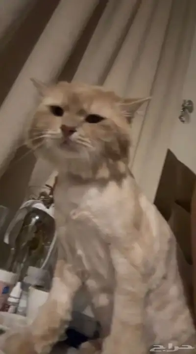 قط مفقود حائل 2