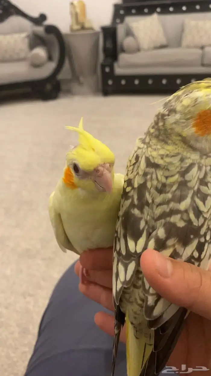 تم البيع الله يبارك للشاري ويعوضني خير وترقبو العروض الجايه 2