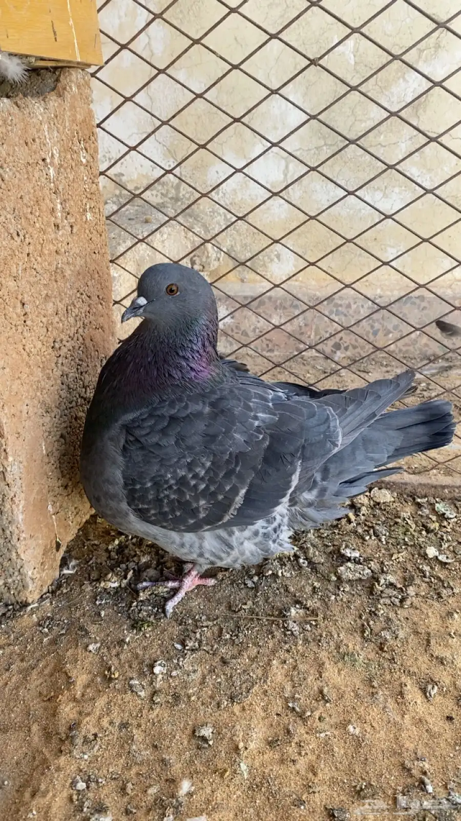حمام فرش 3