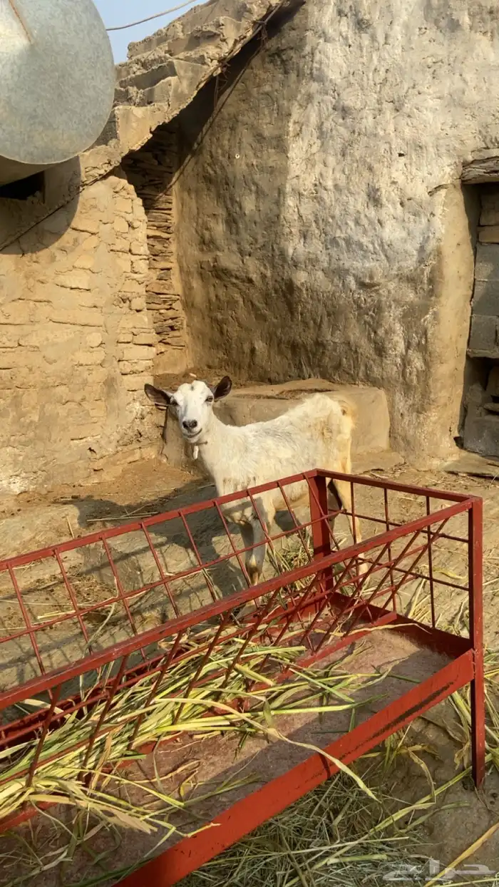 شاه تحتها بهم 0