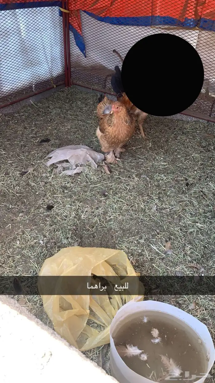 دجاجه براهما للبيع على السوم ولايجي الا الصامل 0