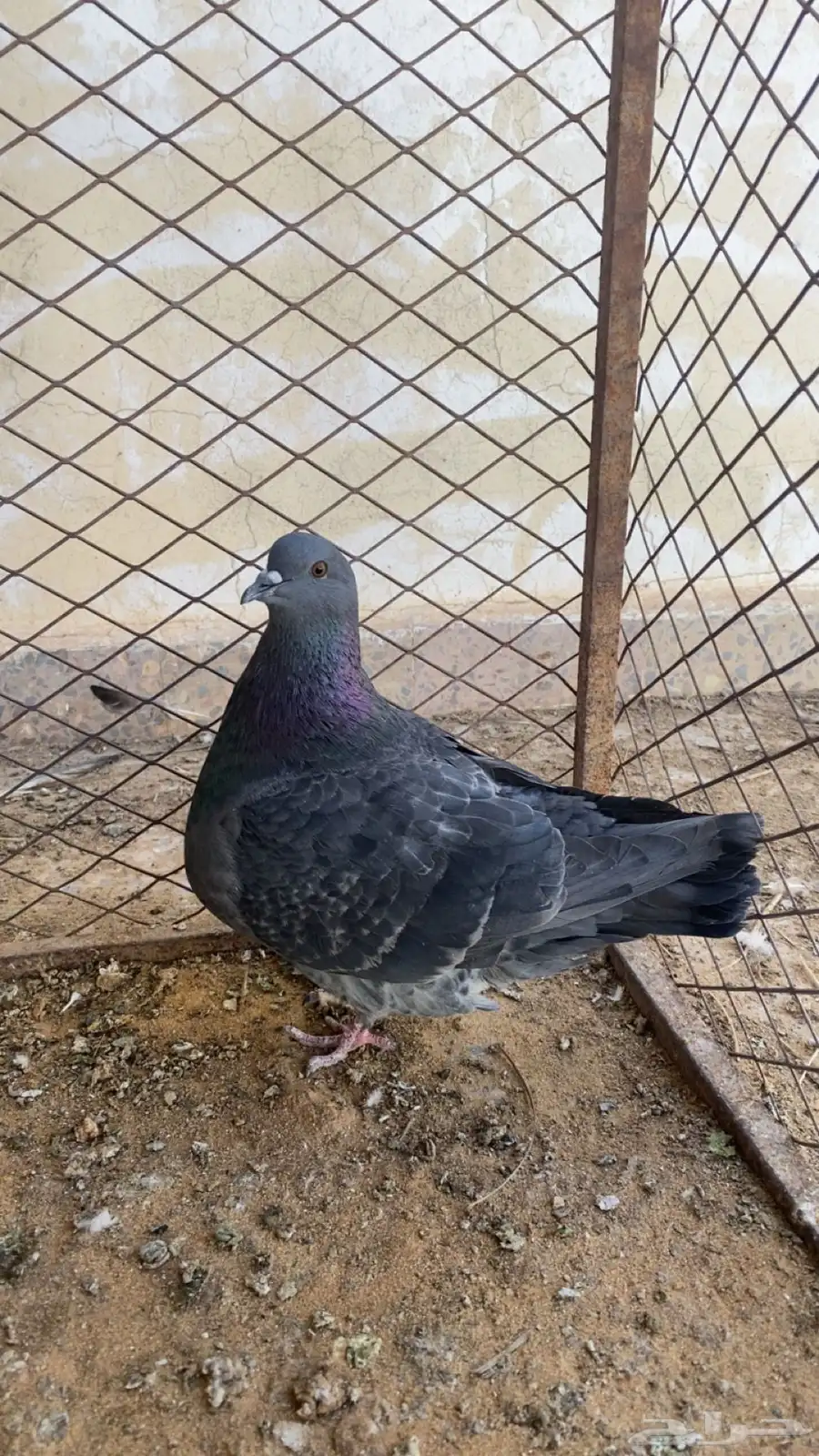 حمام فرش 2