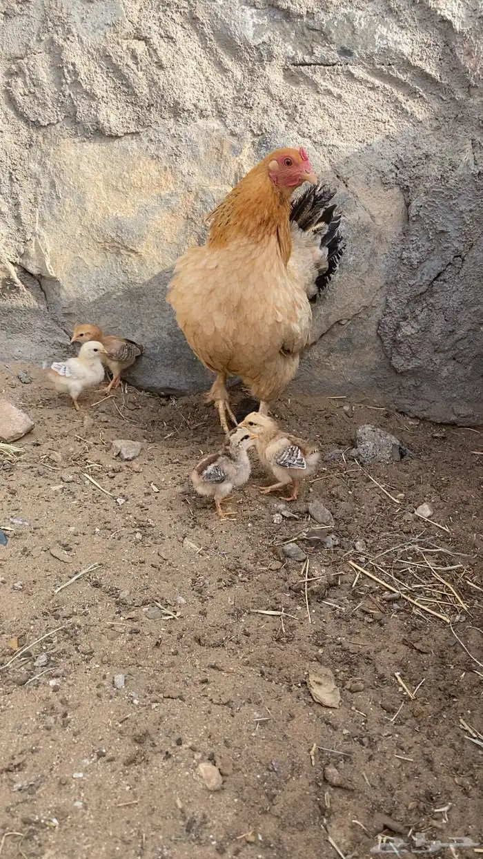 دجاجه مفرخه. تم البيع 0