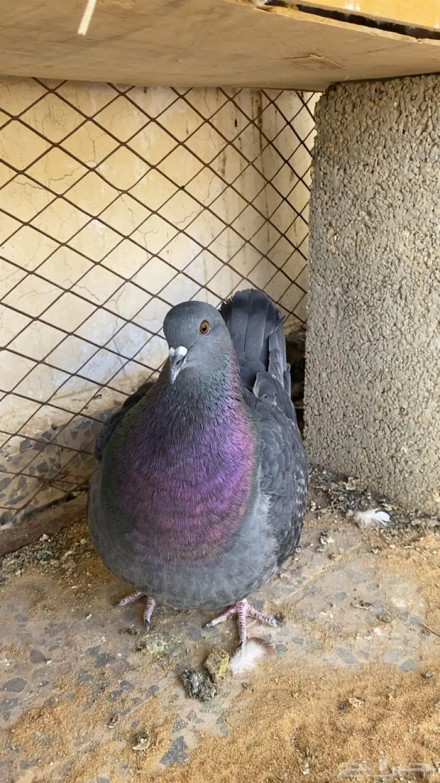 حمام فرش 1