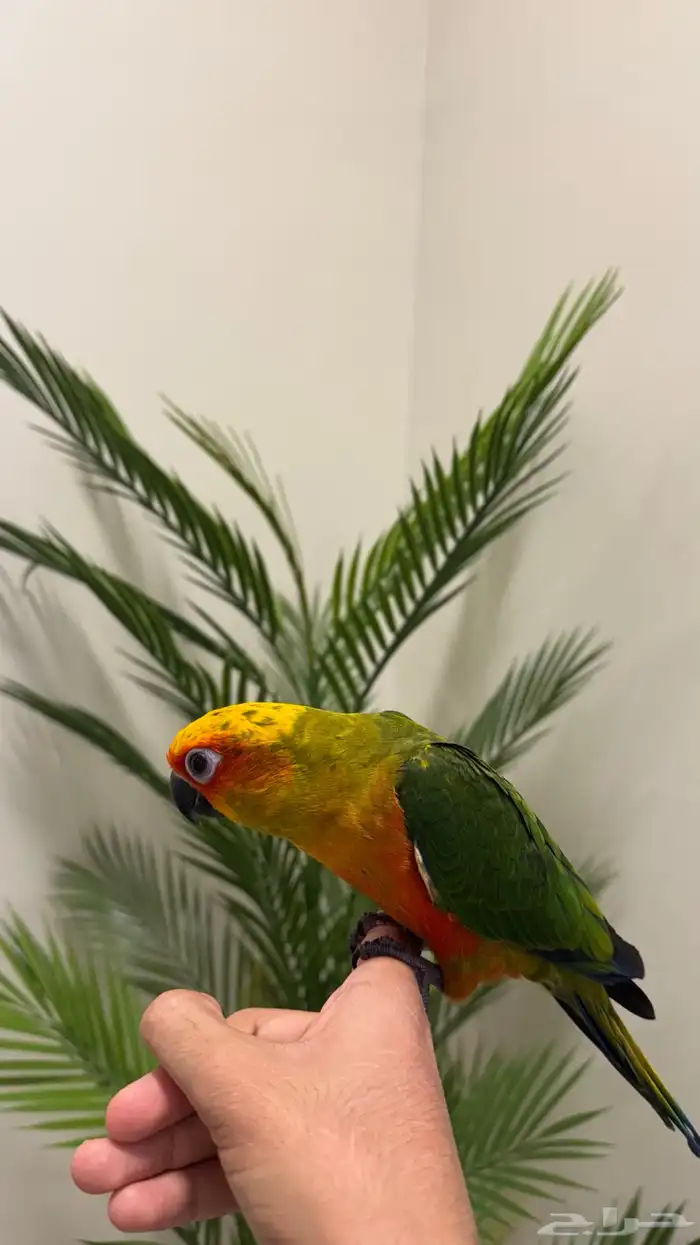 فرخ صن كنيور صبغه قويه هدد (تم البيع ) 3