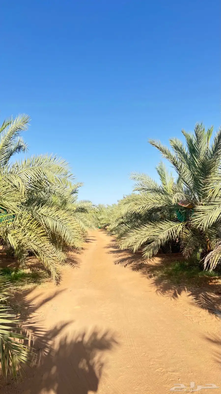 تمر للبيع 3