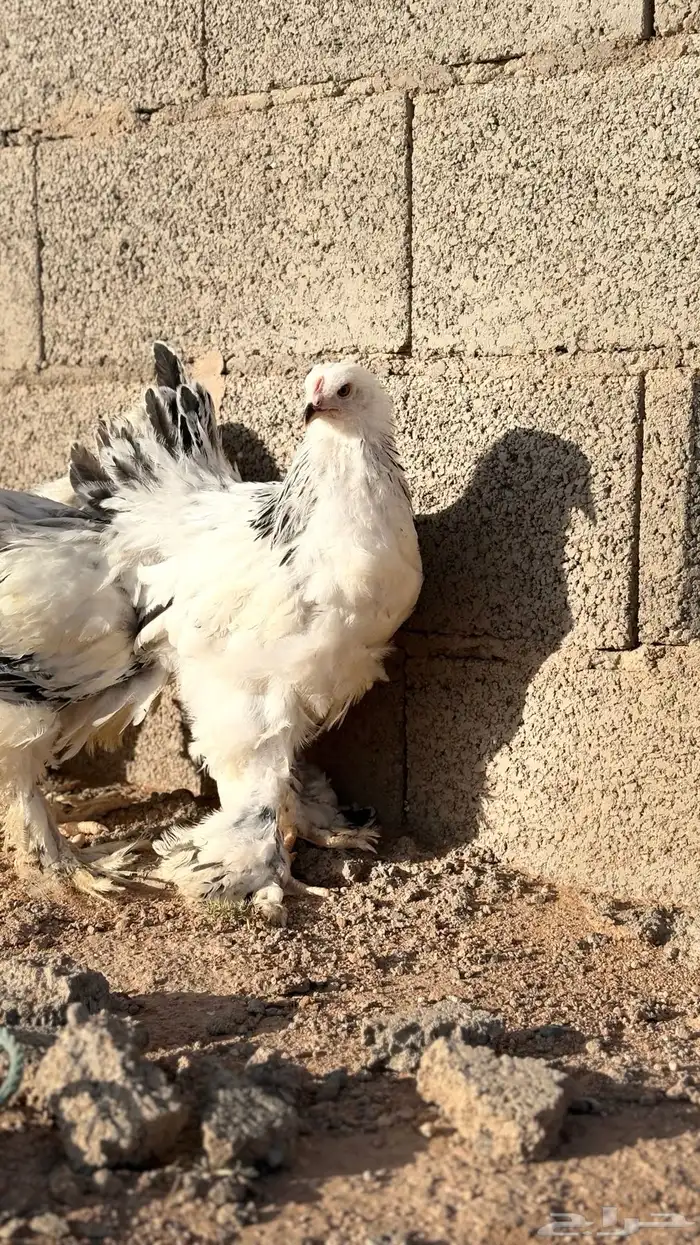 فروخ براهما دم صافي مشاكيل 4
