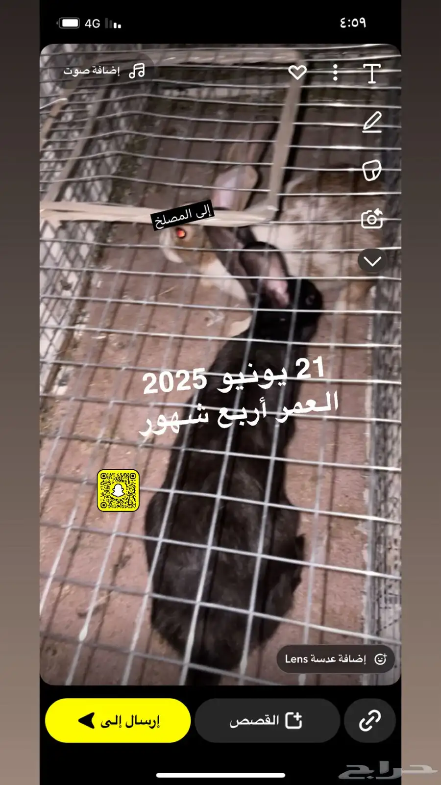 أرانب العدد 100 زوده ينقص فيه تفريد 0