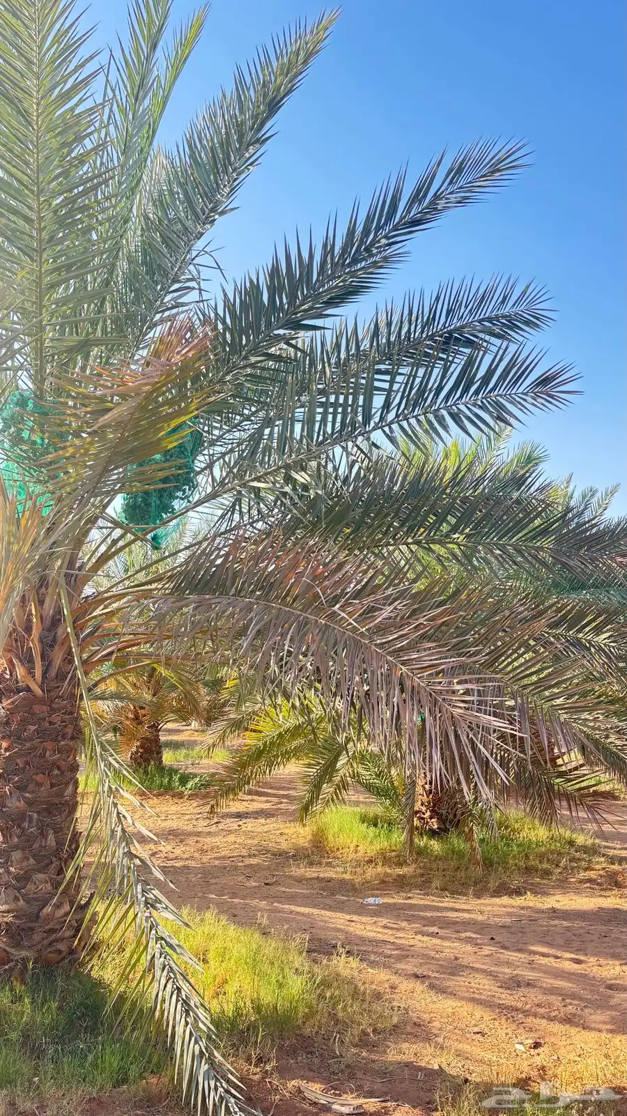 تمر للبيع 5