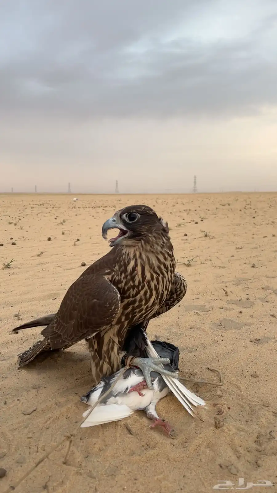 جير بيور للبيع 1