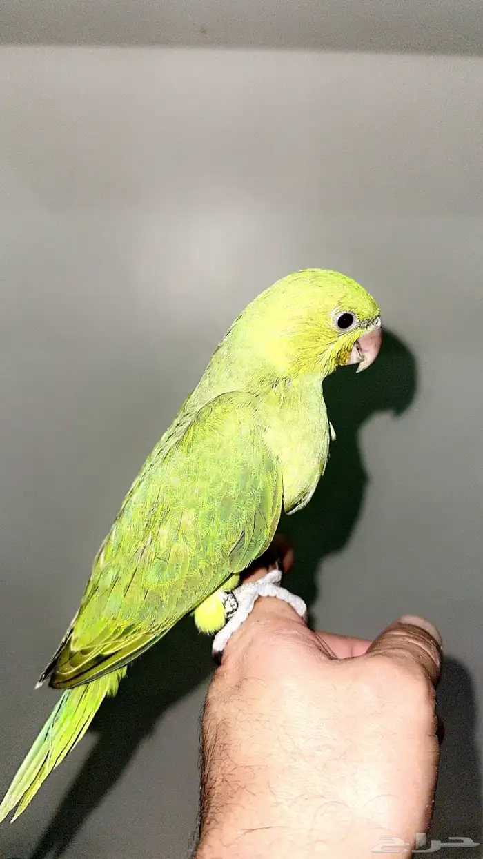 فرخ دره نهايه غر اليف بدون عض 3