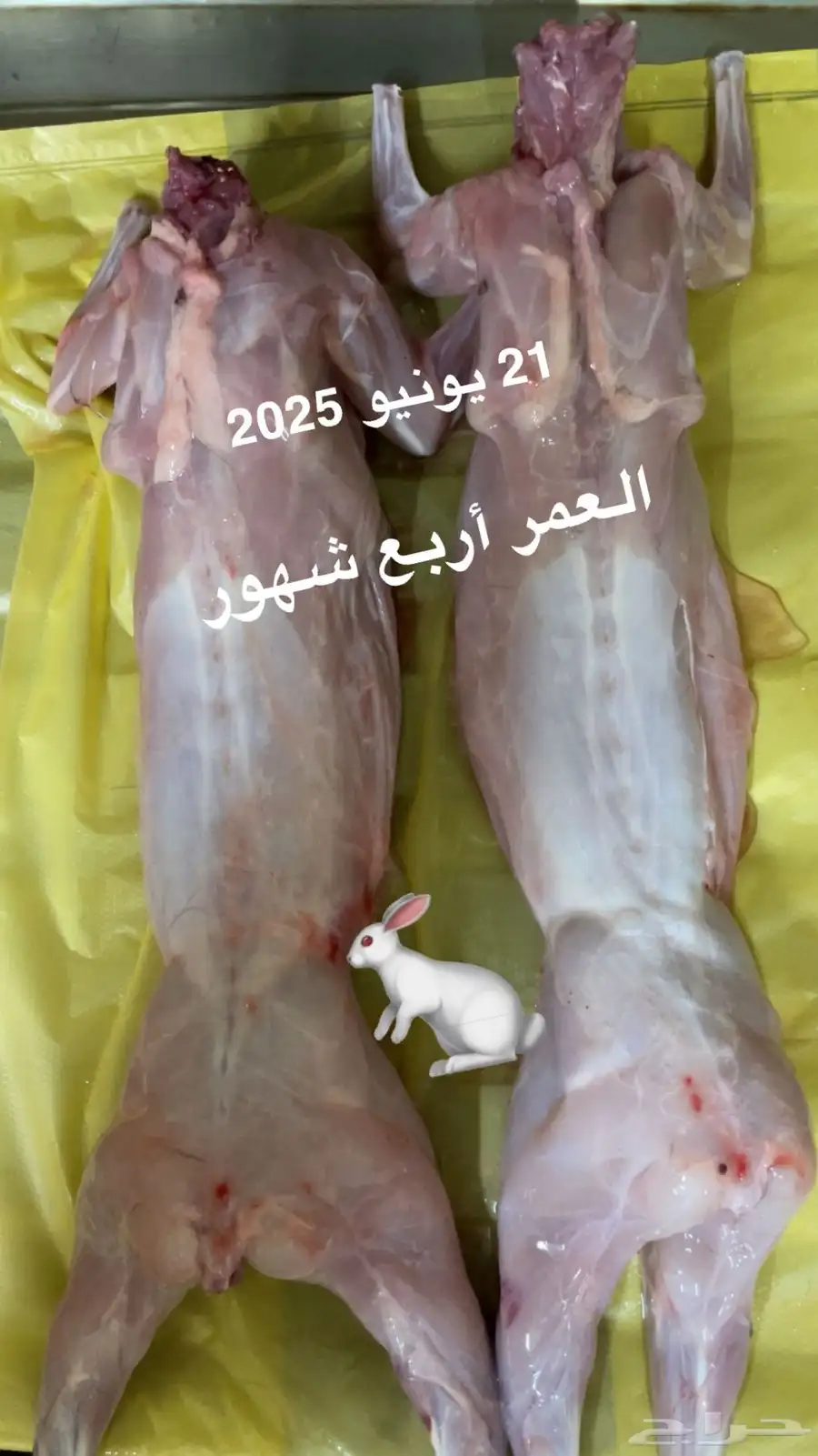 أرانب العدد 100 زوده ينقص فيه تفريد 1