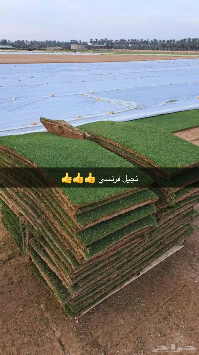 نجيل طببعي سي 2000 امريكي ونجيل فرنسي وياباني اشجار زيتون 3