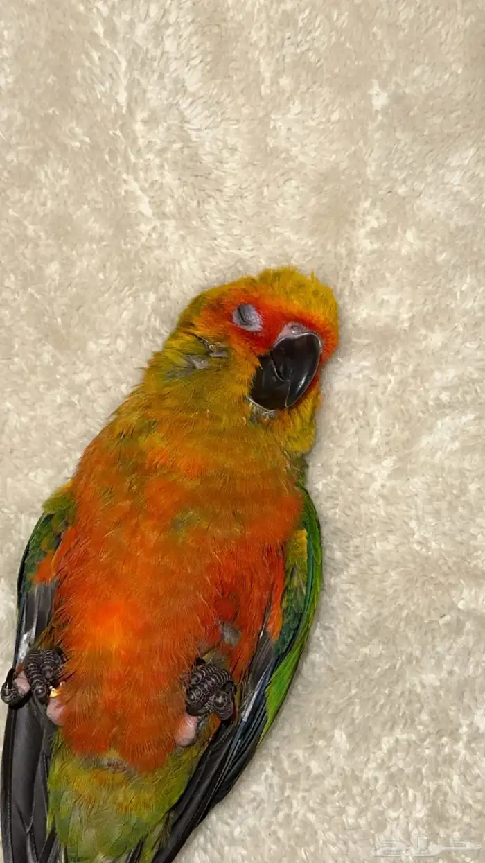 فرخ صن كنيور صبغه قويه هدد (تم البيع ) 4