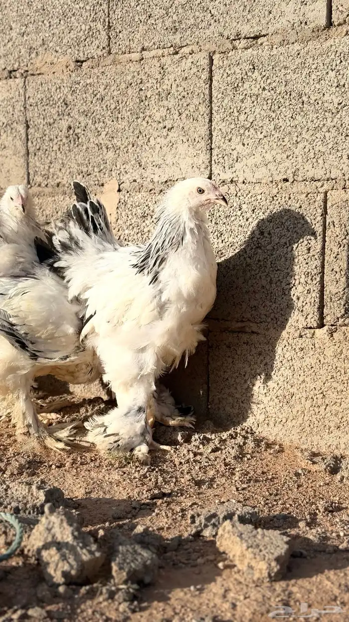 فروخ براهما دم صافي مشاكيل 3