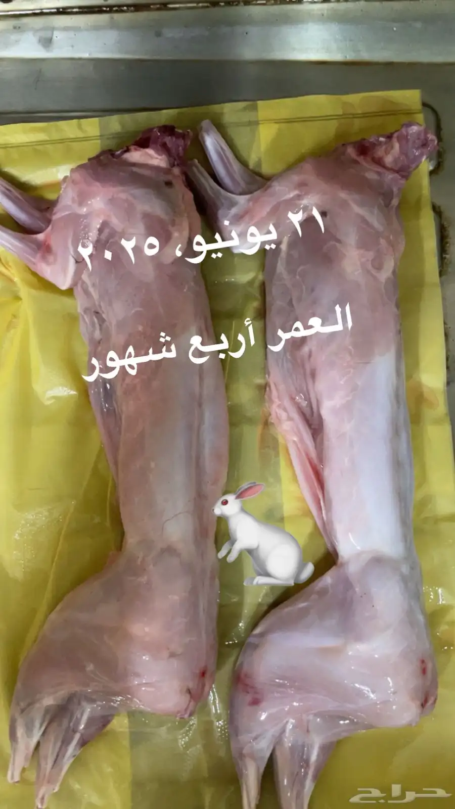 أرانب العدد 100 زوده ينقص فيه تفريد 2