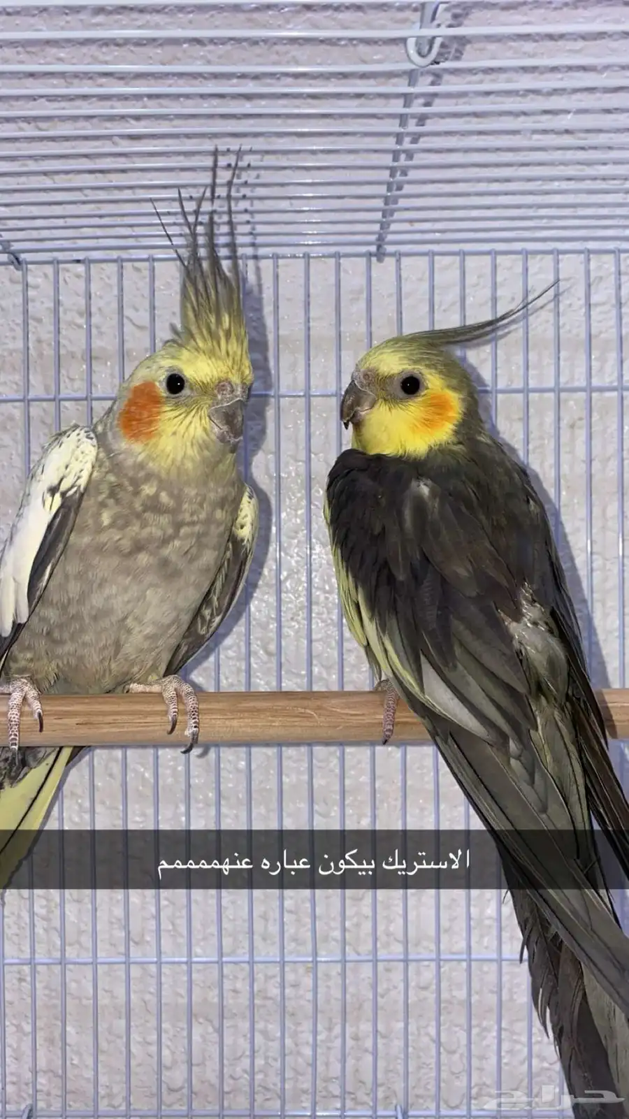 ببغاء كروان 2