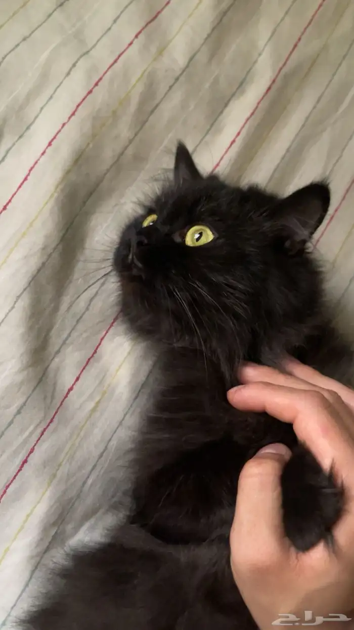 للتبني والدة شيرازية أرملة مع طفلها 0