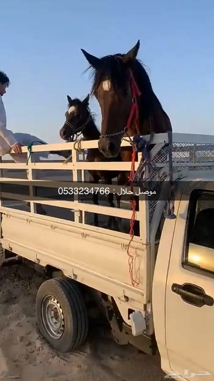 توصيل حلال 0