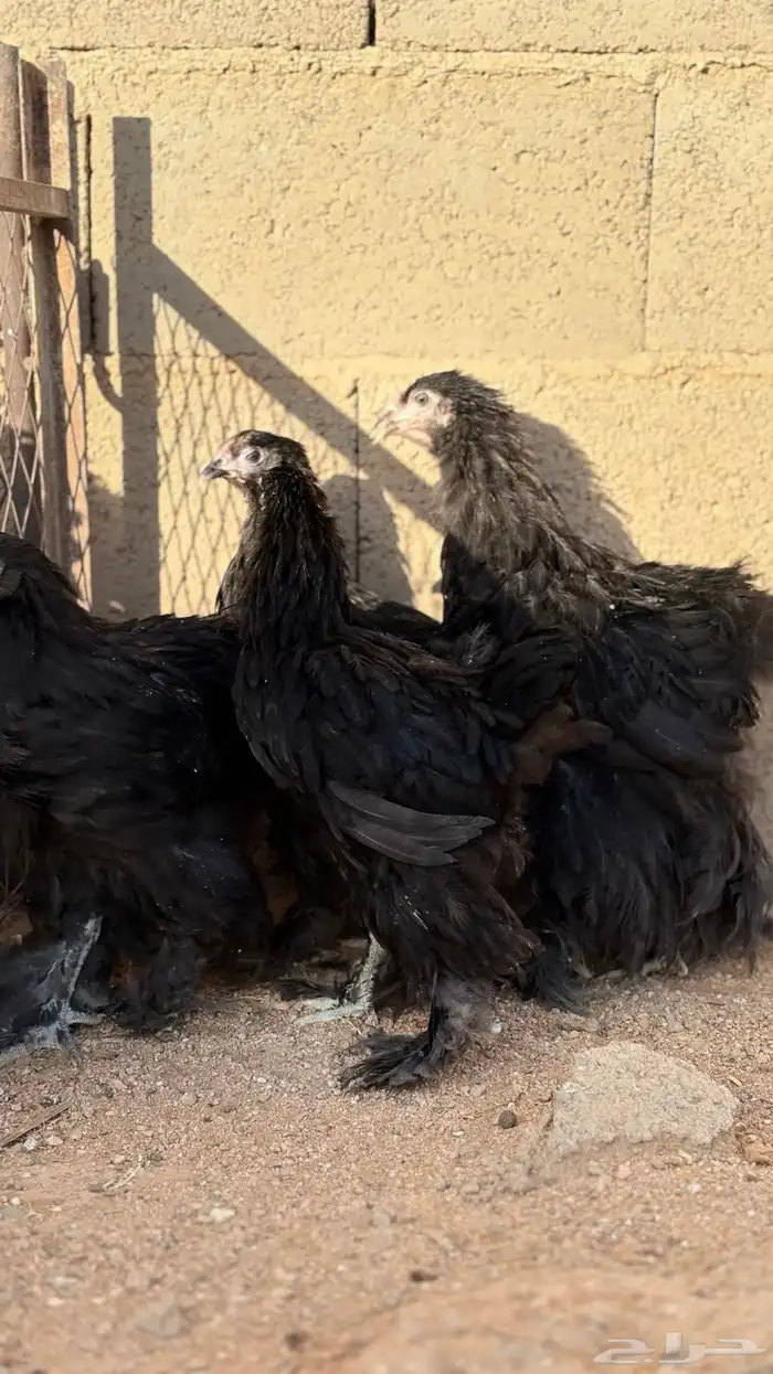 فروخ براهما دم صافي مشاكيل 6