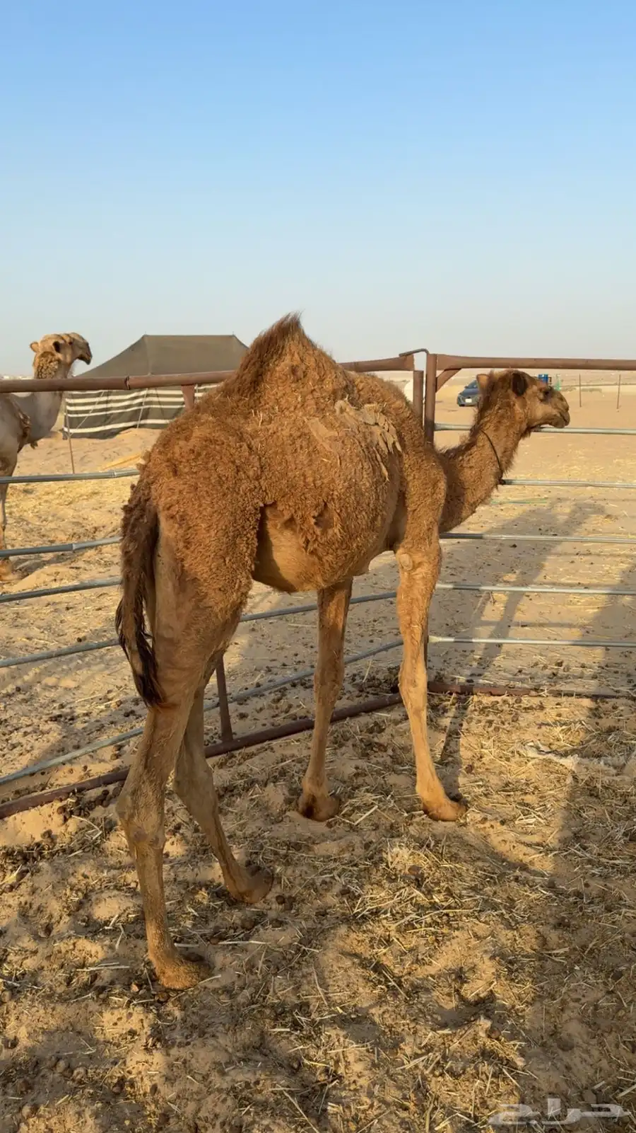 بكره مفروده تم البيع 0