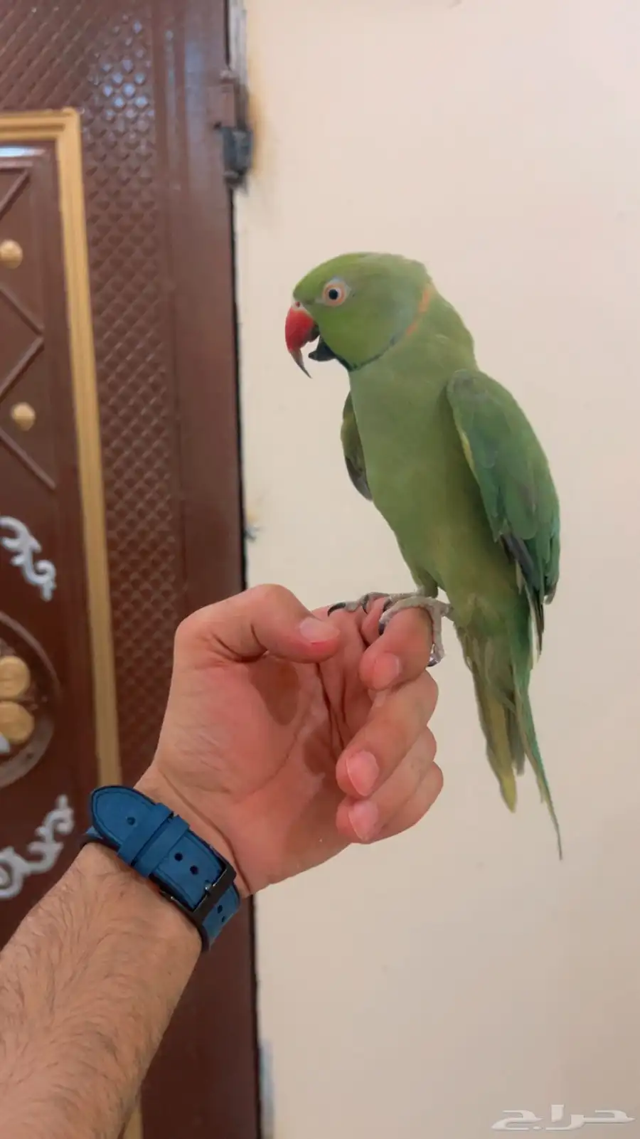 زوج دره هندي 2