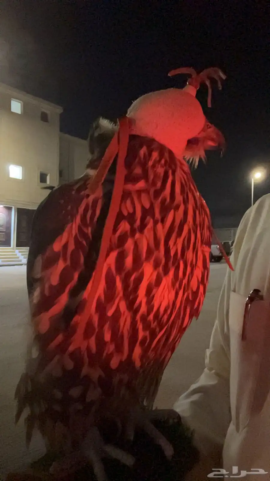 جير بيور للبيع 0