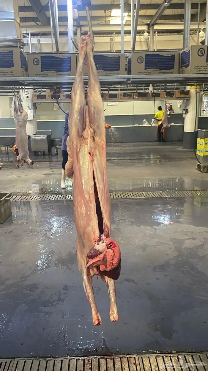 بيع اغنام متوفر تقسيط تابي و تمارا 2