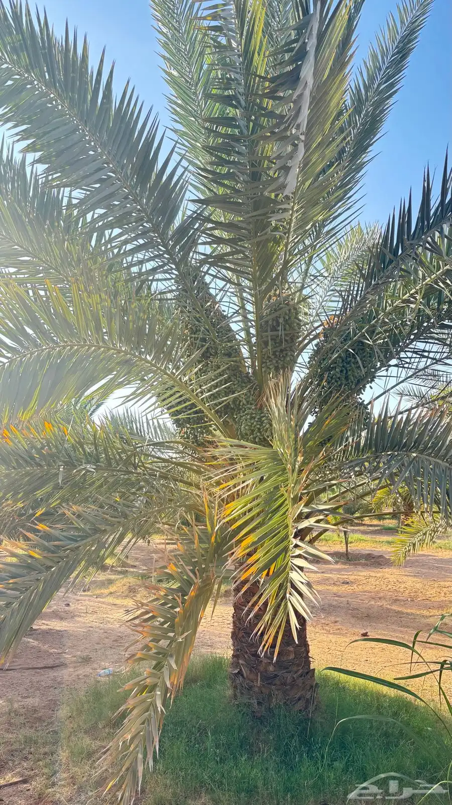 تمر للبيع 4