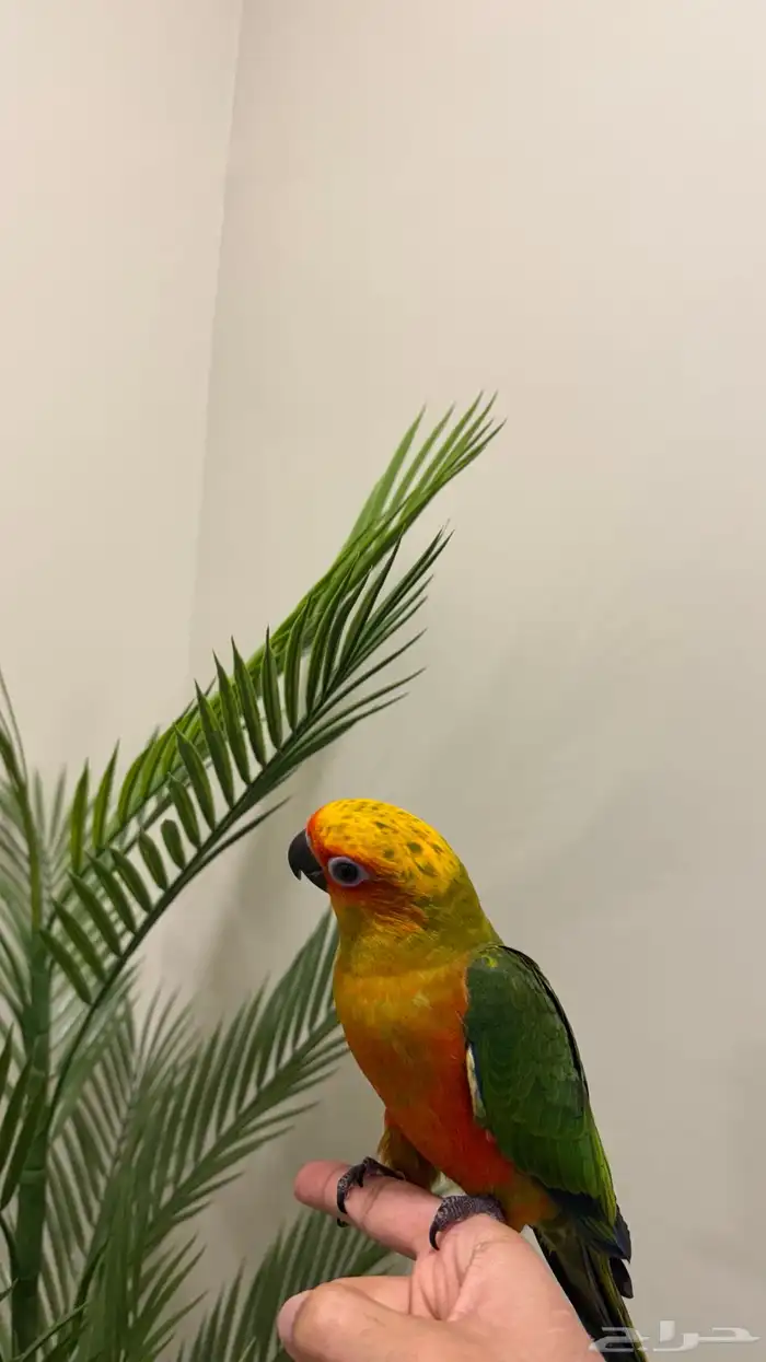 فرخ صن كنيور صبغه قويه هدد (تم البيع ) 2