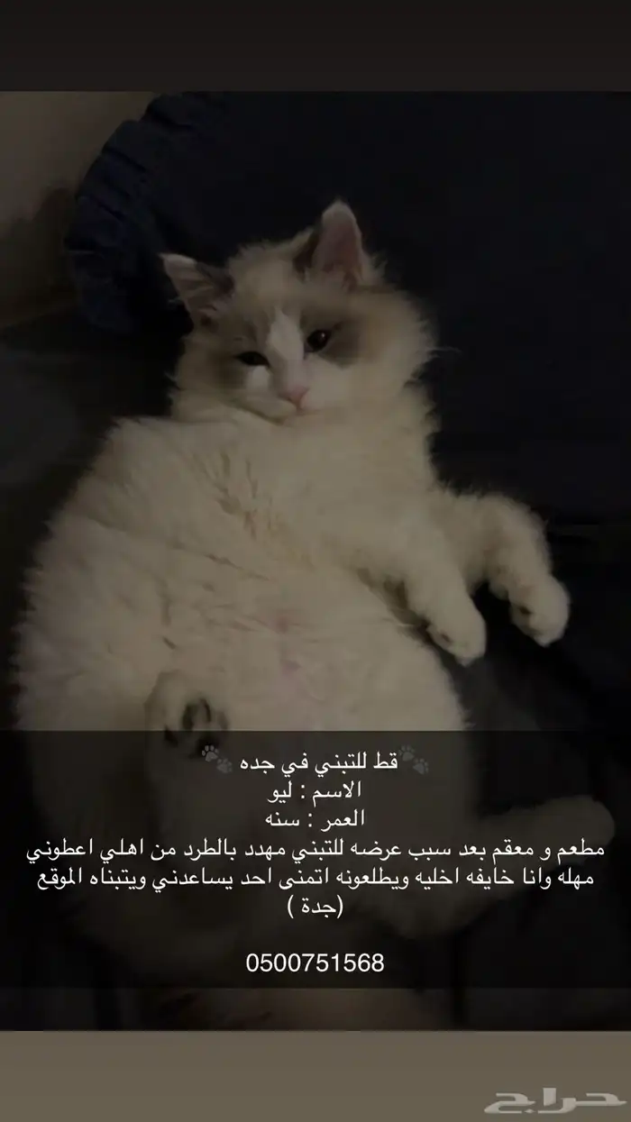 للتبني في جدة 0